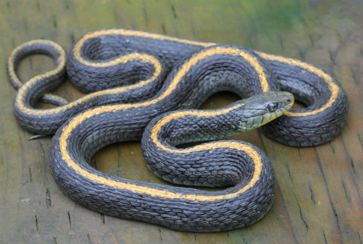 Santa Cruz Garter Snake